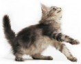 /album/photo-gallery/maine-coon-kitten-jpg1/